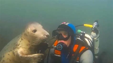 poke my heart meaning|Scuba Diver Pets Seal Underwater .